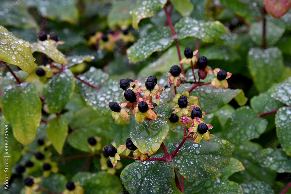 Millepertuis en fleurs avec ses baies noires sous la rosée matinale, plante médicinale aux vertus thérapeutiques et naturelles, idéal pour la phytothérapie et les soins anti-dépressifs Millepertuis en fleurs avec ses baies noires sous la rosée matinale, plante médicinale aux vertus thérapeutiques et naturelles, idéal pour la phytothérapie et les soins anti-dépressifs