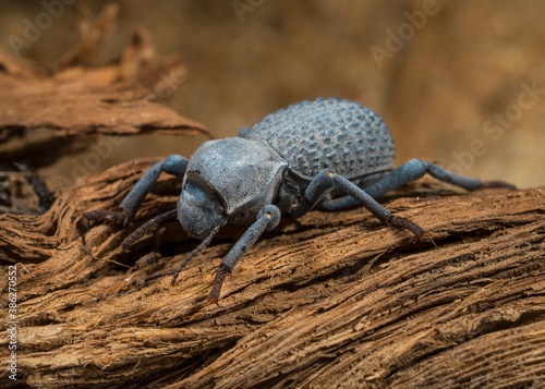 This macro image shows a detailed view of a Asbolus verrucosus (desert ironclad beetles or blue death feigning beetles) beetle on desert driftwood. photo