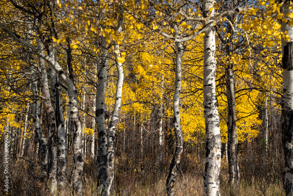 Yellow aspen trees in the fall in Rocky Mountain National Park Colorado Yellow aspen trees in the fall in Rocky Mountain National Park Colorado