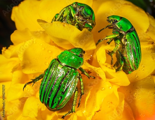 Fotografiet This macro image shows a group of metallic glorious scarab (Chrysina gloriosa) beetles together on a blooming yellow flower