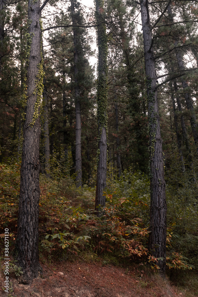 Forest of pine trees, typical Basque Country's forest.