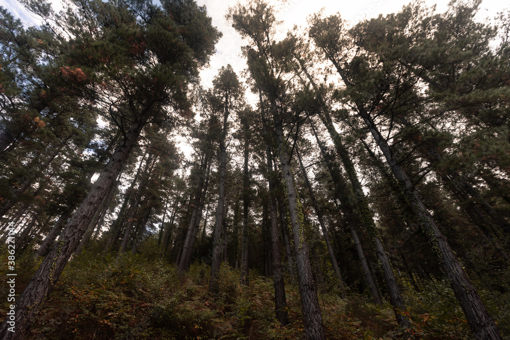 Forest of pine trees, typical Basque Country's forest. Forest of pine trees, typical Basque Country's forest.