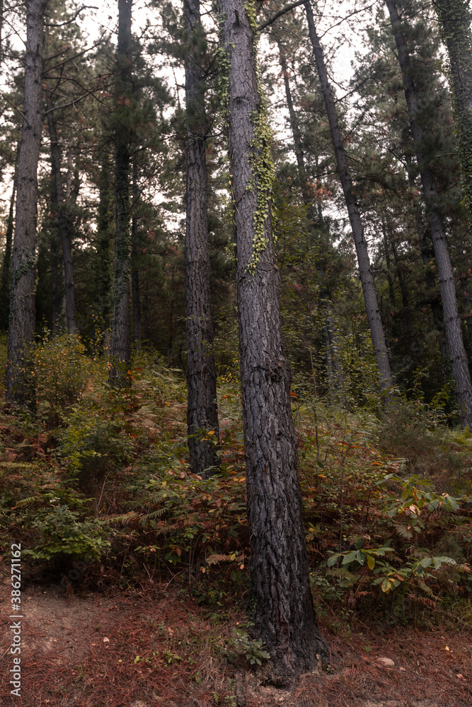 Fototapeta premium Forest of pine trees, typical Basque Country's forest.
