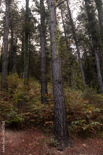 Forest of pine trees  typical Basque Country s forest.