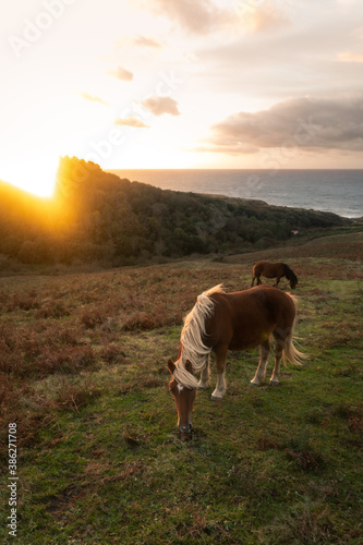 Horses grazing at mount Jaizkibel at the Basque Country's coast.