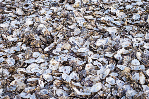 Pile of discarded oyster shells close up