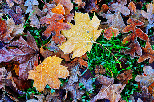 The ground is covered with frosty  yellow orange and red fallen leaves on an autumn morning