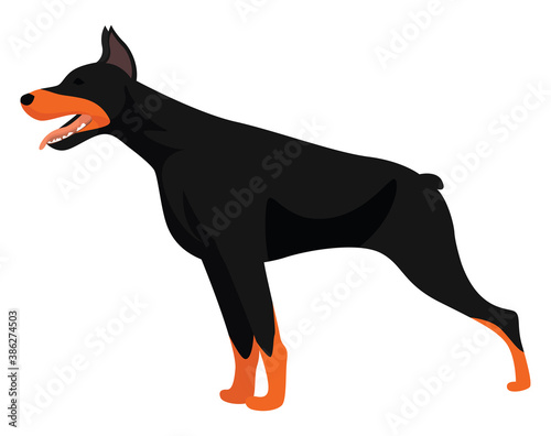 Big dobermann, illustration, vector on white background