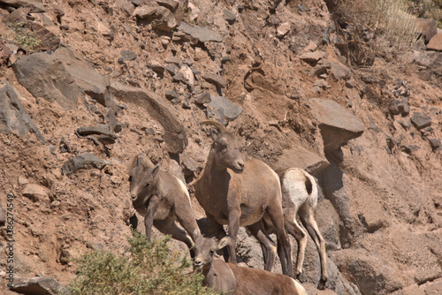 Big Horn Goats in the San Juan Mountains in southern Colorado