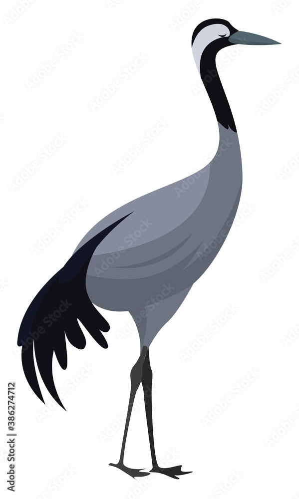 Fototapeta premium Eurasian crane, illustration, vector on white background