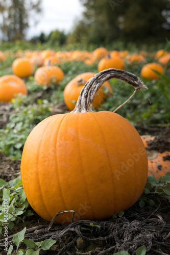 Close up view of a pumpkin in a field