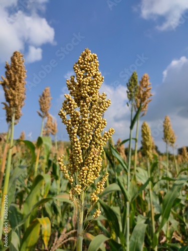 corn field with sky background