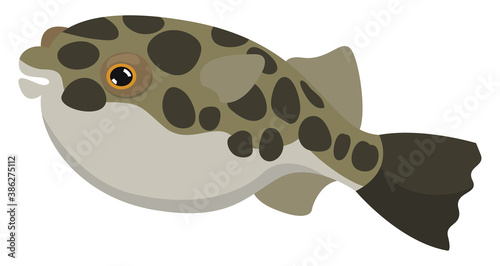 Fugu fish, illustration, vector on white background