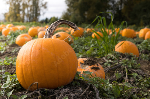 Close up view of a pumpkin in a field
