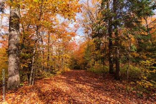 Fall Colours in Muskoka, Canada