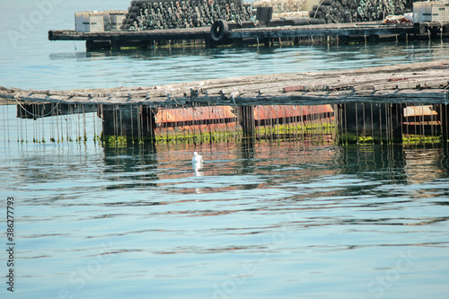 CAGES FOR FARM OYSTERS AND FAGGERS GROWN IN NORTHERN SPAIN IN THE RIAS BAIXAS OF THE ISLAND OF LA TOJA IN O GROVE, GALICIA photo