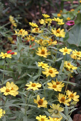 yellow flowers background