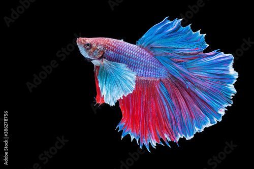 Halfmoon Betta splendens fighting fish in Thailand on isolated black background. The moving moment beautiful of blue and red Siamese betta fish with copy space.