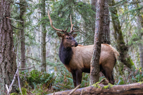Large male Elk during the rut season in the pacific northwest