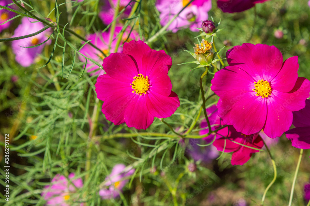 コスモス畑　鹿児島県　上場高原　