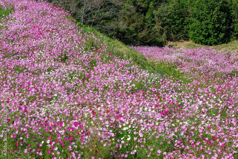 コスモス畑　鹿児島県　上場高原　