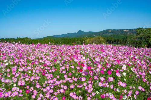 コスモス畑 鹿児島県 上場高原 