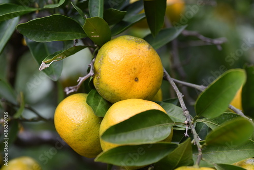 Mandarin orange (Satsuma orange) cultivation.