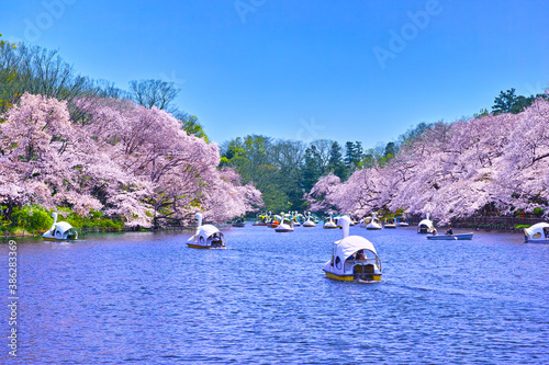 満開の桜咲く東京都井の頭公園の風景
 photo