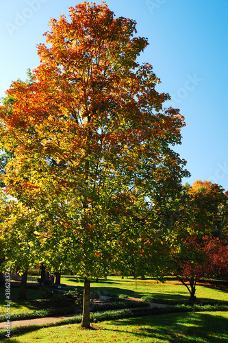 An Autumn tree catches the sunlight in a public park photo