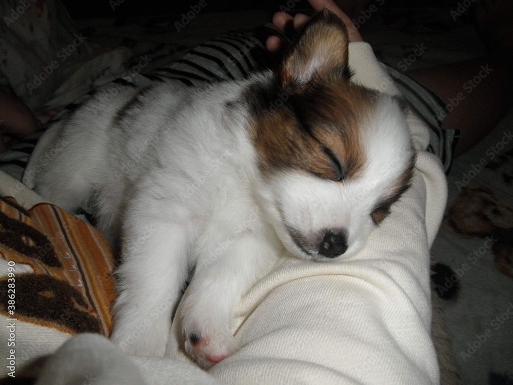 Fototapeta premium cat and dog