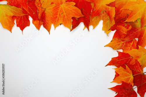 Upper right border autumn leaf background
