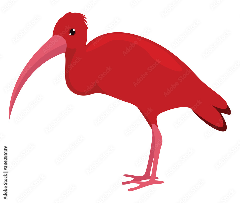 Fototapeta premium Red ibis, illustration, vector on white background.