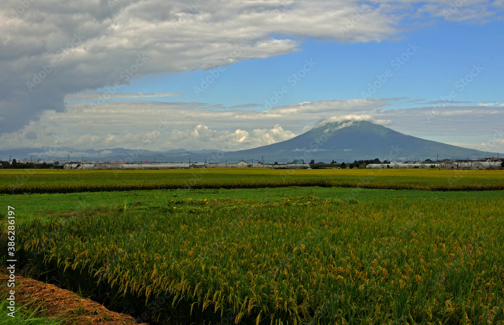 平川散歩・稲穂と岩木山