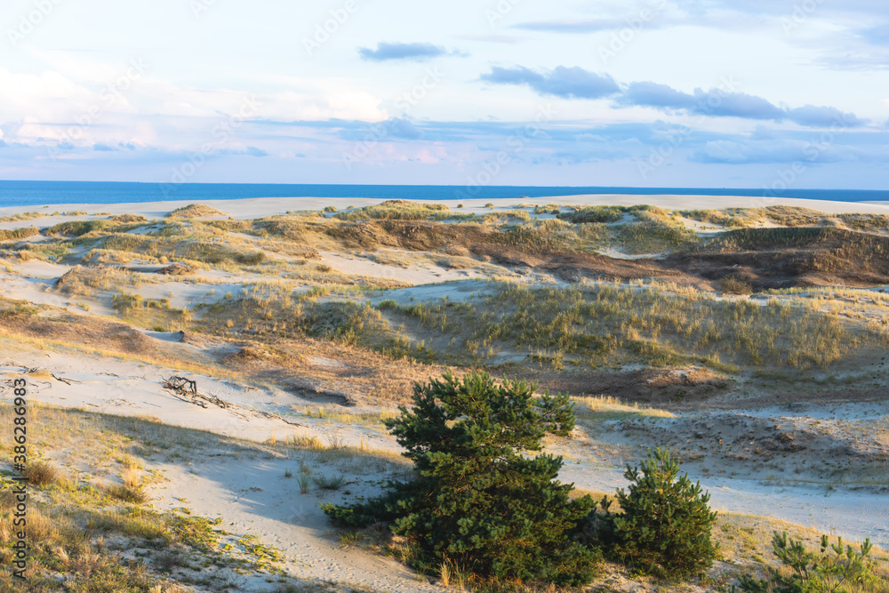 View of sand dunes of Curonian Spit, Kurshskaya Kosa National Park, Curonian Lagoon and the Baltic Sea, Kaliningrad Oblast, Russia and Klaipeda County, Lithuania, summer day View of sand dunes of Curonian Spit, Kurshskaya Kosa National Park, Curonian Lagoon and the Baltic Sea, Kaliningrad Oblast, Russia and Klaipeda County, Lithuania, summer day