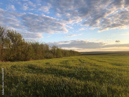 field of wheat © Diana