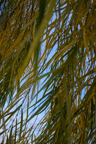 A close up of a willow tree. High quality photo