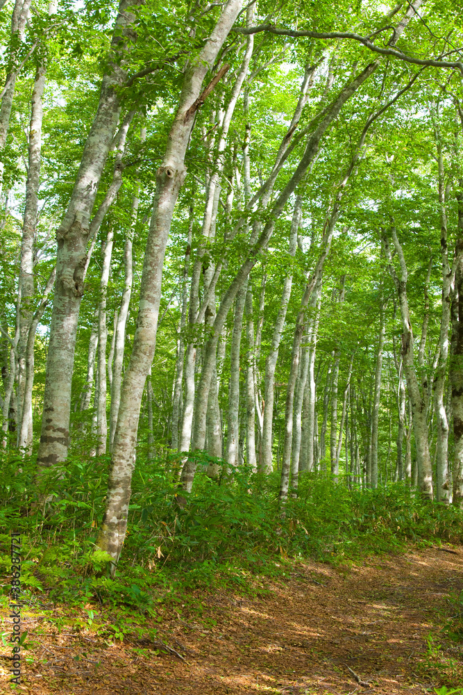 Obraz premium カヤの平高原