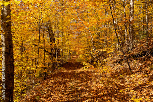 Trees still holding on to their brightly colored leaves envelope a New England hiking trail