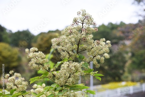 Aralia cordata (Japanese Udo plant) flowers / Araliaceae perennial plant. photo