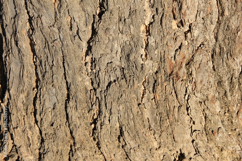 樹齢の長いイチョウの樹皮