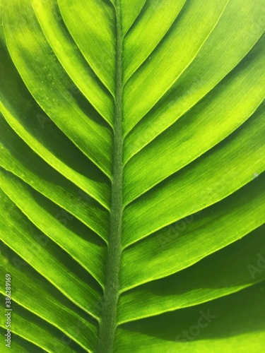 Photo of leaf close up 
