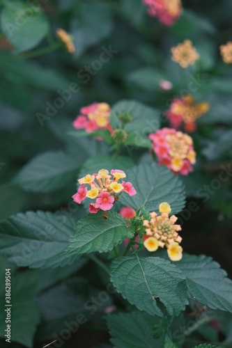 pink and yellow flowers in the forest