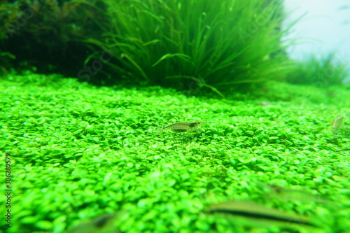 a shrimp on Aquatic plants