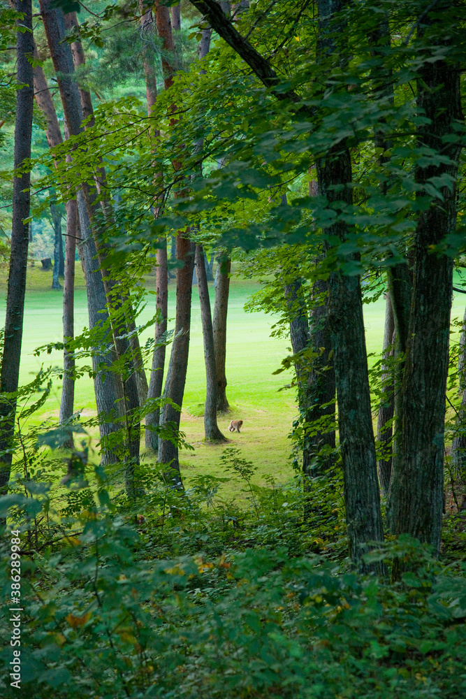 Obraz premium 森林