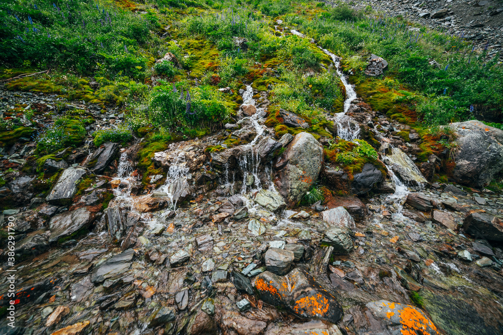 Scenic landscape with many clear spring water streams among thick moss and lush vegetation. Mountain creeks on stony slope with greenery and many flowers. Colorful scenery with rich alpine flora. Scenic landscape with many clear spring water streams among thick moss and lush vegetation. Mountain creeks on stony slope with greenery and many flowers. Colorful scenery with rich alpine flora.