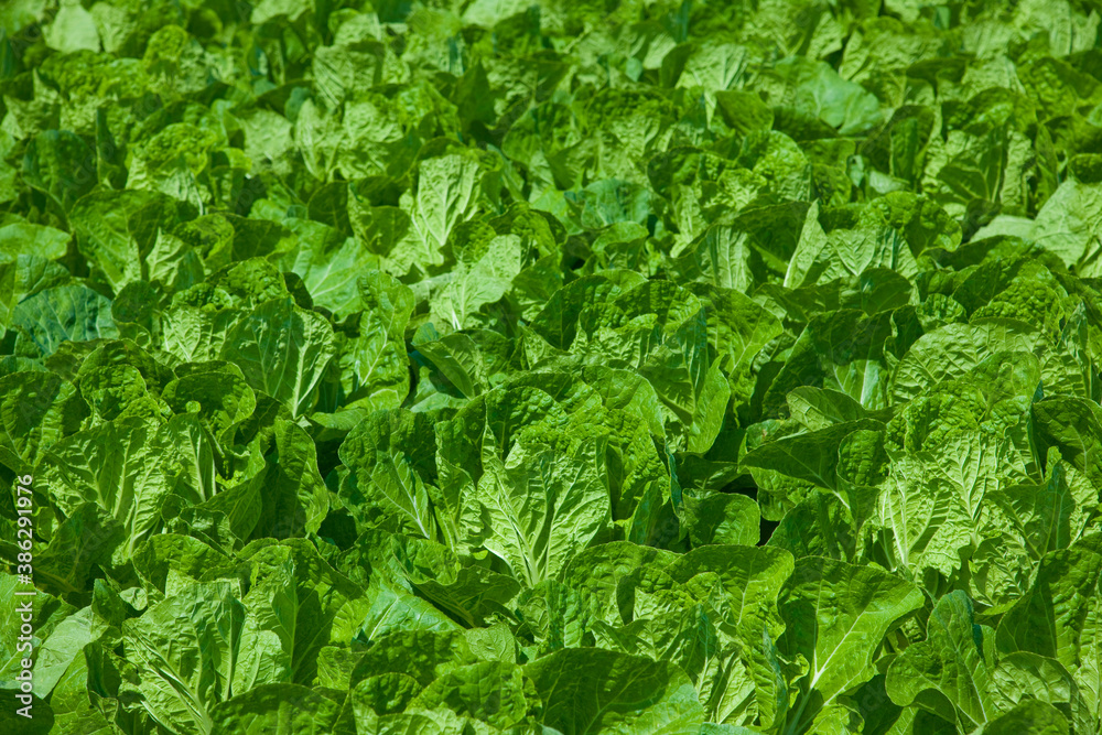 高原野菜 高原野菜