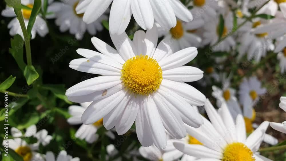 White flowers swaying in the wind. White flowers swaying in the wind.