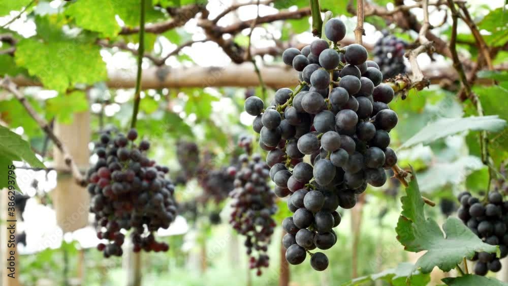 Red wine grape ready for harvest in vineyard. Red wine grape ready for harvest in vineyard.