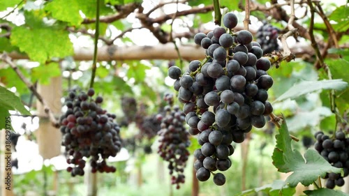 Wallpaper Mural Red wine grape ready for harvest in vineyard. Torontodigital.ca
