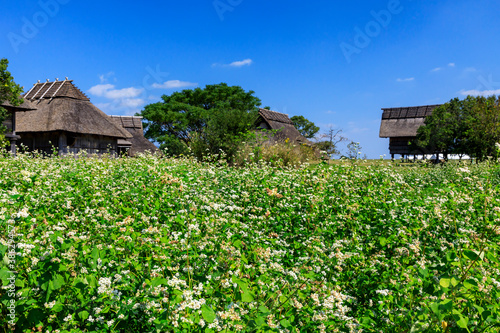 秋の吉野ヶ里 © 雄司 北山